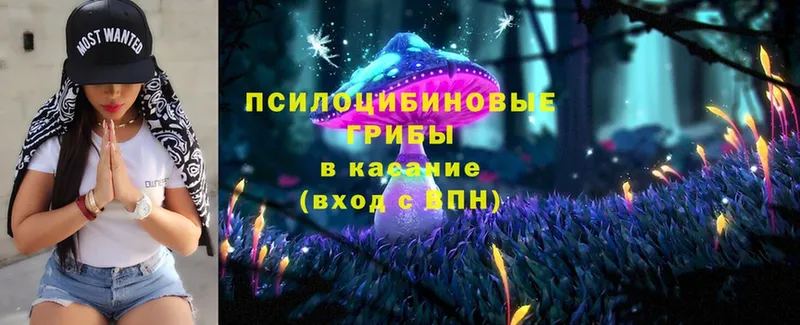 Галлюциногенные грибы Psilocybe  Енисейск 